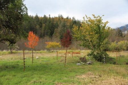 11 Lessons Learned from Our First Year Homesteading Image